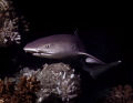 White Tip reef Shark Night hunting White Tip reef Shark Night hunting
