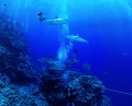 Circling Black tip reef sharks