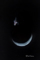 Crescent Moon Crescent Moon
