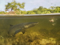 Baby lemon shark