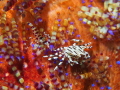 Playing tag between spikes. Periclimenes colemani (Coleman's shrimp) and Zbrida adamsii (crab) on Asthenosoma varium (sea urchin). (f/8, 1/60, ISO-200, 33mm, UCL165). - Els