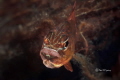 Mouth brooding cardinal fish Mouth brooding cardinal fish