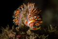 Photograph nudis in these parts of Arabic Sea is a bit more challenging than elsewhere given the poor visibility.
But when you succeed, beautiful colors come out as for this Phidiana m. shotted at the wreck dive site_Goa
(Canon100,1/200,f20,i.125)