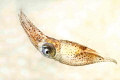 Squid Squid