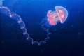Jelly and salp Jelly and salp