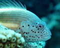 Paracirrhites forsteri  black sided hawkfish .  f/6.3  1/80  ISO 100  50mm .   Erik