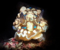 Dendrodoris denisoni