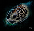 Green turtle Green turtle