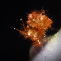 Phycocaris simulans with eggs. Phycocaris simulans with eggs.