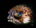 Portrait Pufferfish 

