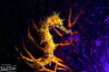 Seahorse in a blaze of lights