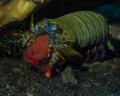 Mama mantis shrimp