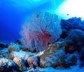 Red Sea fan - Coral sea