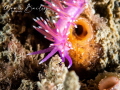 A Violet Nudibranch on a journey across a sea squirt. I was fortunate that there was no drift/ current or surge and I could enjoy watching this tiny creature travel. Taken in jersey Channel Islands. ISO400, f-18, 1/125