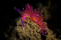 The u/w world becomes ever more fascinating when you dive slowly  look closely   appreciate the little things. Like this red Flabellina on the wreck off Goa. Here there are many tangled on the wreckage lying a few mt deep.
 Canon100 1/250 f25 i.250 