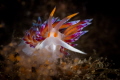 I took this photo one second before this Cratena nudibranch disappeared into the sea grass. I often enjoy waiting for them to emerge from some bush to photograph their big orange eyes 
 Canon100 1/200 f20 iso400 