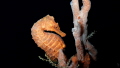 This Longsnout Seahorse was found under Blue Heron Bridge in Riviera Beach Florida. This shot was taken around midnight when I came across this little guy clinging to the reef trying to avoid being swept away in the strong current.