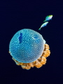 White Spotted Jellyfish with refugees