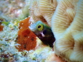 Bonaire: Spinyhead Blenny captured with Olympus TG-6 
