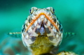 This is a photo of a lizard fish resting on hard coral. Taken at Minilog site during the 2023 Anilao Underwater Shootout. This is a photo of a lizard fish resting on hard coral. Taken at Minilog site during the 2023 Anilao Underwater Shootout.