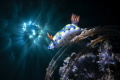 Chromodoridadae paintedHypselodoris Chromodoridadae paintedHypselodoris