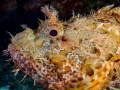 Scorpionfish Scorpaena scrofa Scorpionfish Scorpaena scrofa