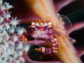 This is a photo of a seapenn crab. Taken during the 2023 Anilao Underwater Shootout This is a photo of a seapenn crab. Taken during the 2023 Anilao Underwater Shootout