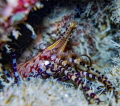 Saron marmoratus marble shrimp hiding in a crevice looking down on me. f/5.6 1/80 ISO 320 50mm UCL 165 only torch no strobe . Erik Saron marmoratus marble shrimp hiding in a crevice looking down on me. f/5.6 1/80 ISO 320 50mm UCL 165 only torch no strobe . Erik