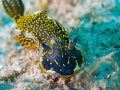 Dorid Nudibranch Felimare picta Dorid Nudibranch Felimare picta