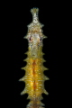 Seahorse