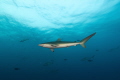 We dived in a remote area located in the Red Sea side of Saudi Arabia (south). Out of no where we were greeted by this school of Silky Sharks 😍