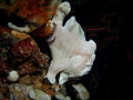 Antennarius commerson giant frogfish . f/8 1/40 ISO 200 20mm . Els Antennarius commerson giant frogfish . f/8 1/40 ISO 200 20mm . Els