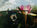 Taken in one of the lakes in the Netherlands. The flowers are really beautifull in summer. Most are white but some are pink. Taken in one of the lakes in the Netherlands. The flowers are really beautifull in summer. Most are white but some are pink.