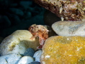 Juvenile Scorpionfish Scorpaena maderensis Juvenile Scorpionfish Scorpaena maderensis