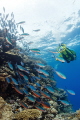 Red Sea Diving Red Sea Diving