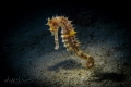 Seahorse Seahorse
