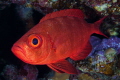 Priacanthidae Priacanthidae