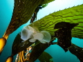 Lions mane nudibranch Lions mane nudibranch