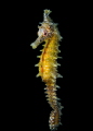 Seahorse Seahorse