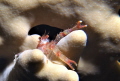 Galathea sp. Red Sea squat lobster peeping out from behind its safety haven a Millepora dichotoma fire coral arm. f/8 1/80 ISO 200 42mm UCL 165 . Els Galathea sp. Red Sea squat lobster peeping out from behind its safety haven a Millepora dichotoma fire coral arm. f/8 1/80 ISO 200 42mm UCL 165 . Els