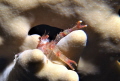 Galathea sp. (Red Sea squat lobster) peeping out from behind its safety haven, a Millepora dichotoma (fire coral) arm. (f/8, 1/80, ISO-200, 42mm, UCL-165). - Els