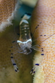 Ancylomenes speciosus Splendid Shrimp
Olympus EM1 Mark II camera and 60 mms macro with Nauticam CMC1 lens. Inons S2000X2 F22 1/125 Ancylomenes speciosus Splendid Shrimp
Olympus EM1 Mark II camera and 60 mms macro with Nauticam CMC1 lens. Inons S2000X2 F22 1/125