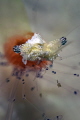 Ancylomenes speciosus  Splendid Shrimp 