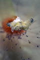Cuapetes kororensis Mushroom Corals Shrimp
Olympus EM1 Mark II camera and 60 mms macro with Nauticam CMC1 lens. Inons S2000X2 F22 1/60 Cuapetes kororensis Mushroom Corals Shrimp
Olympus EM1 Mark II camera and 60 mms macro with Nauticam CMC1 lens. Inons S2000X2 F22 1/60