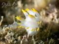 Swaying nudi Swaying nudi