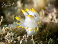 Swaying nudi