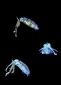 3 squids 3 squids