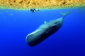 Peek a boo. A Sperm Whale called  Can Opener  playing hide and seek in the Sargassum  taken under government issued permit 