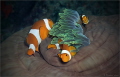 On a Carousel

False Clownfish  Amphiprion ocellaris   Nunukan House Reef  Maratua Atoll  Kalimantan  Indonesia 