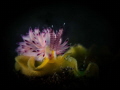 Favorinus mirabilis Favorinus mirabilis